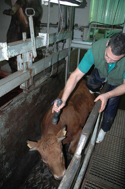 5 Common Practices in Slaughterhouses That You Need to
