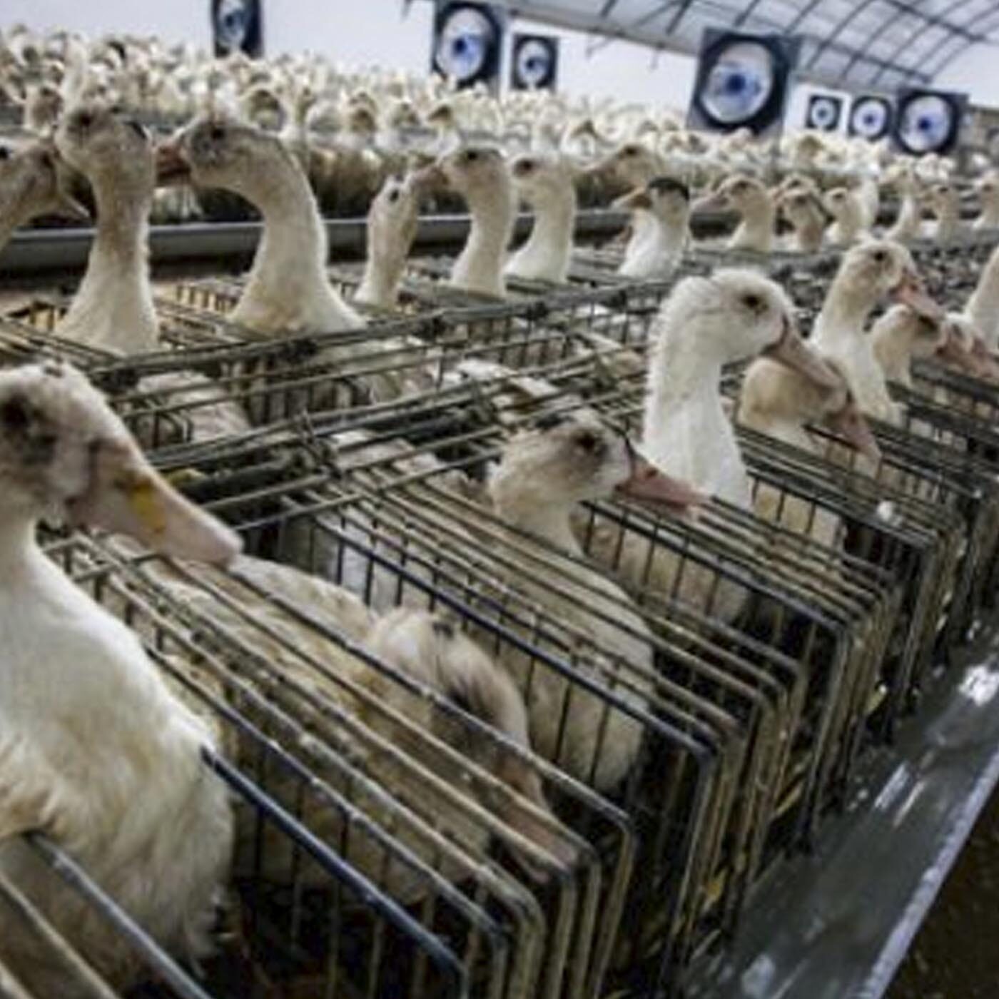 Why Factory Farming Is The Largest Cause Of Animal Abuse