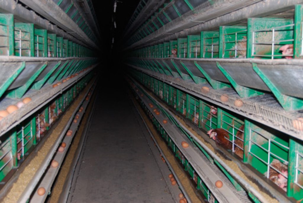 Why Factory Farming Is The Largest Cause Of Animal Abuse