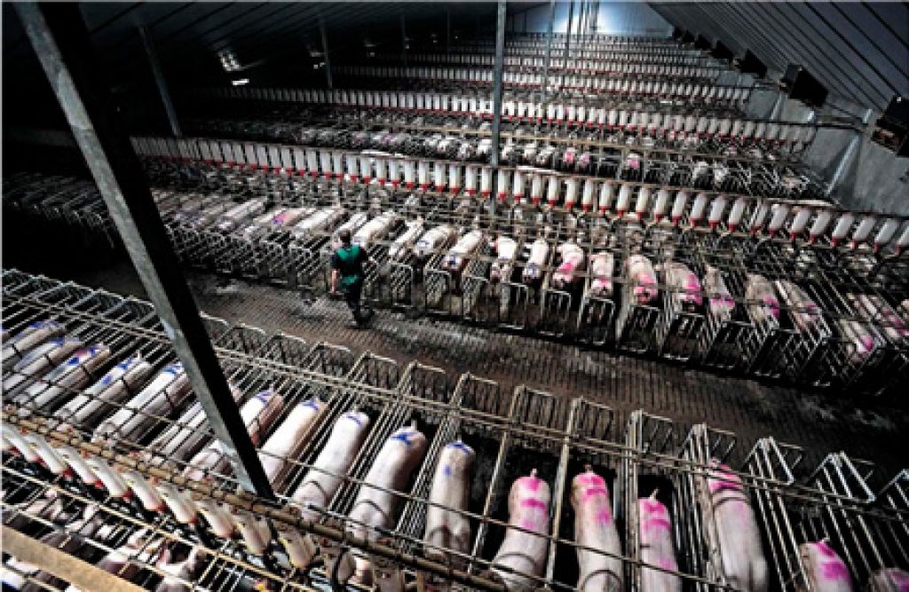 Why Factory Farming Is The Largest Cause Of Animal Abuse