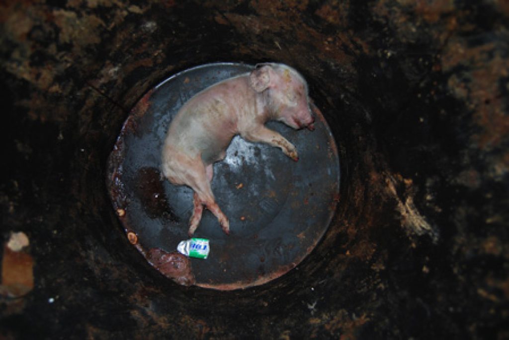 Why Factory Farming Is The Largest Cause Of Animal Abuse