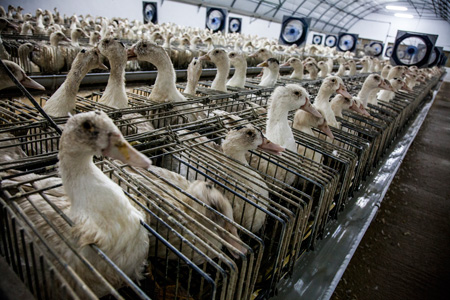 Why Factory Farming Is The Largest Cause Of Animal Abuse In History ...