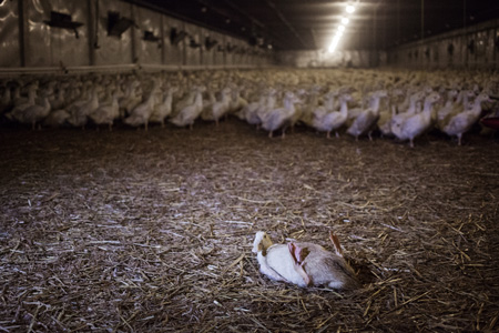 Why Factory Farming Is The Largest Cause Of Animal Abuse