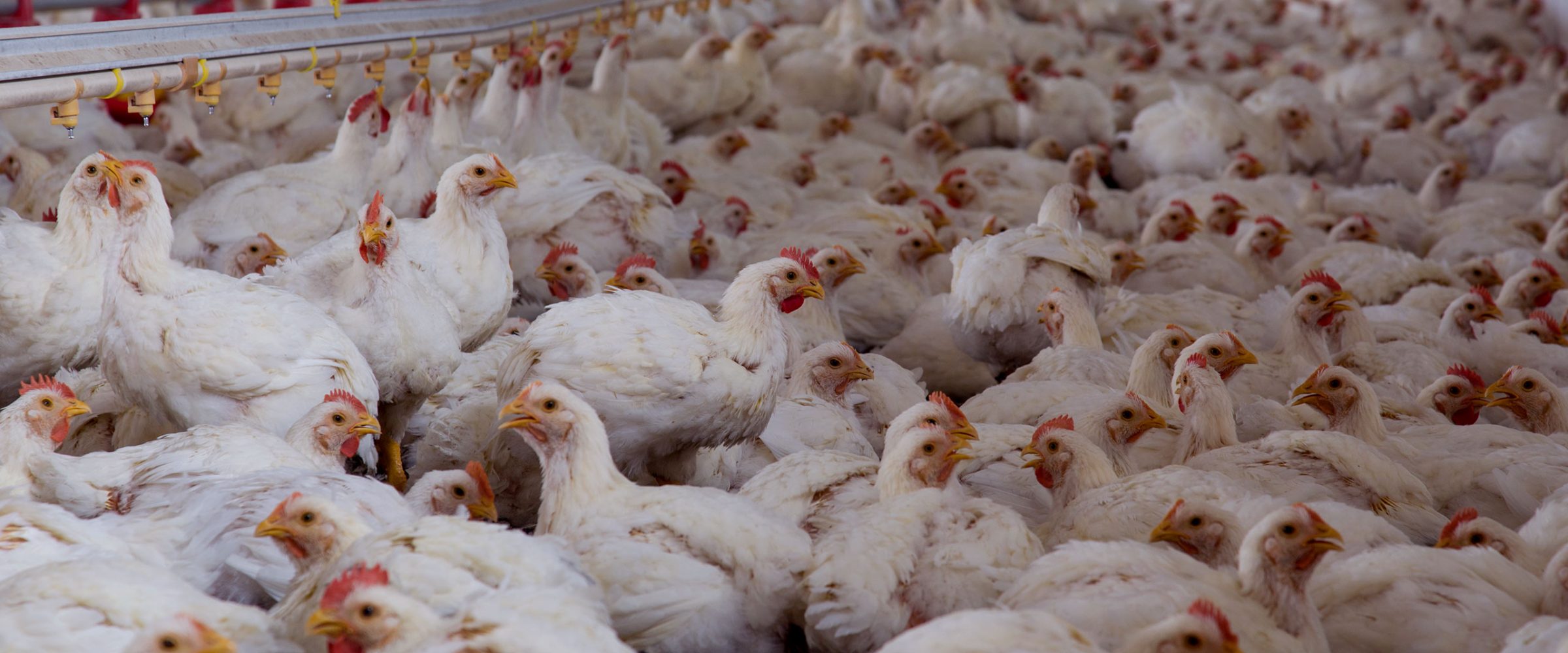 Why Factory Farming Is The Largest Cause Of Animal Abuse