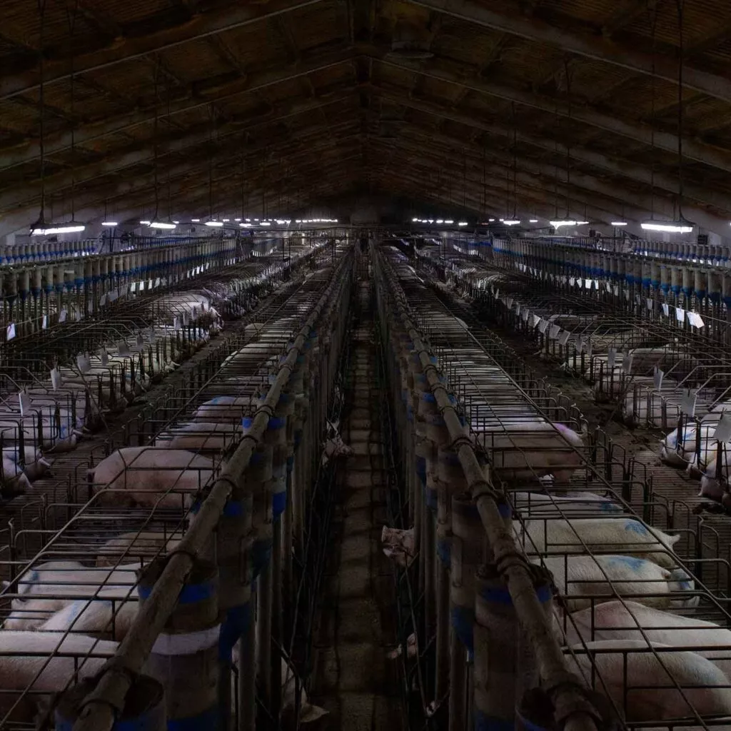Interior of a pig factory farm