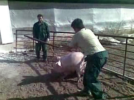 Farm Workers Sentenced for Animal Cruelty | Animal Equality