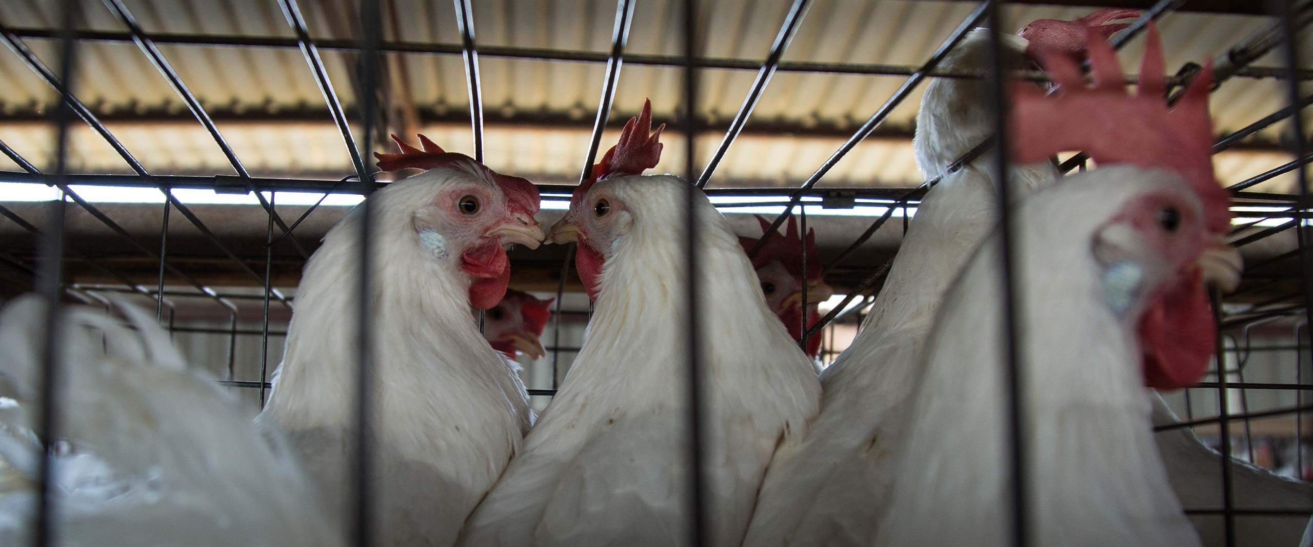 BREAKING A Look Inside Mexico’s Cruel Egg Industry