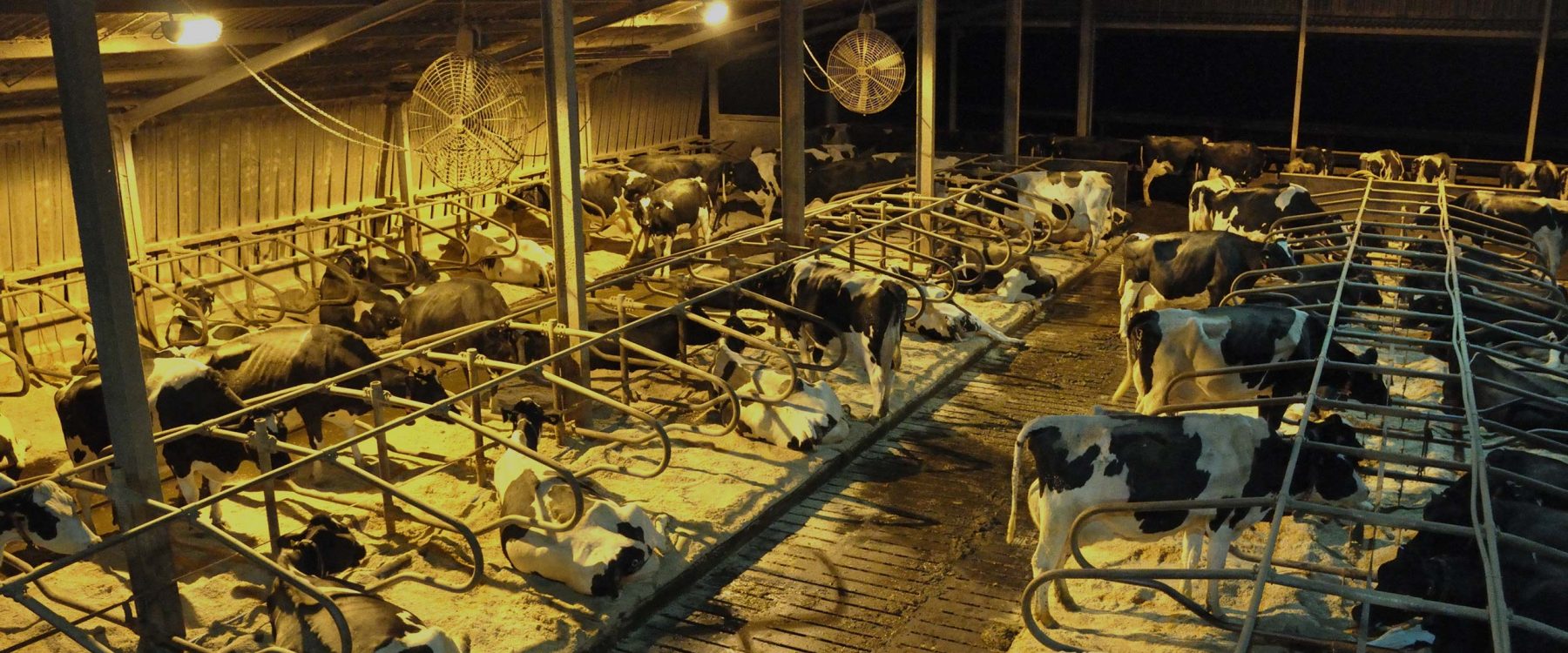Shocking Truth Behind Dairy | Animal Equality