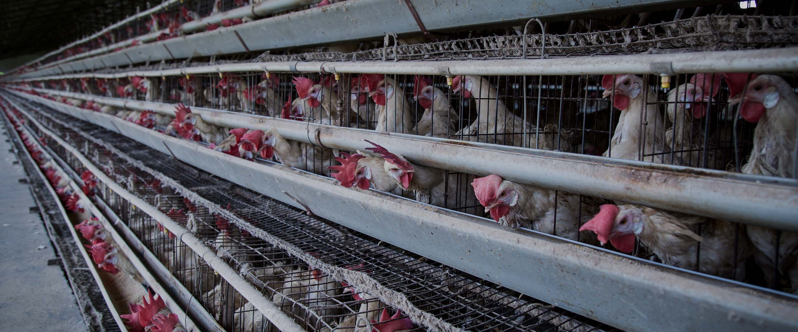 Hens Kept in Illegal Cages on Indian Egg Farms | Animal Equality