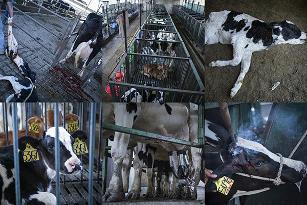 Investigating Mexico's Dairy Cruelty | Animal Equality | Animal Equality