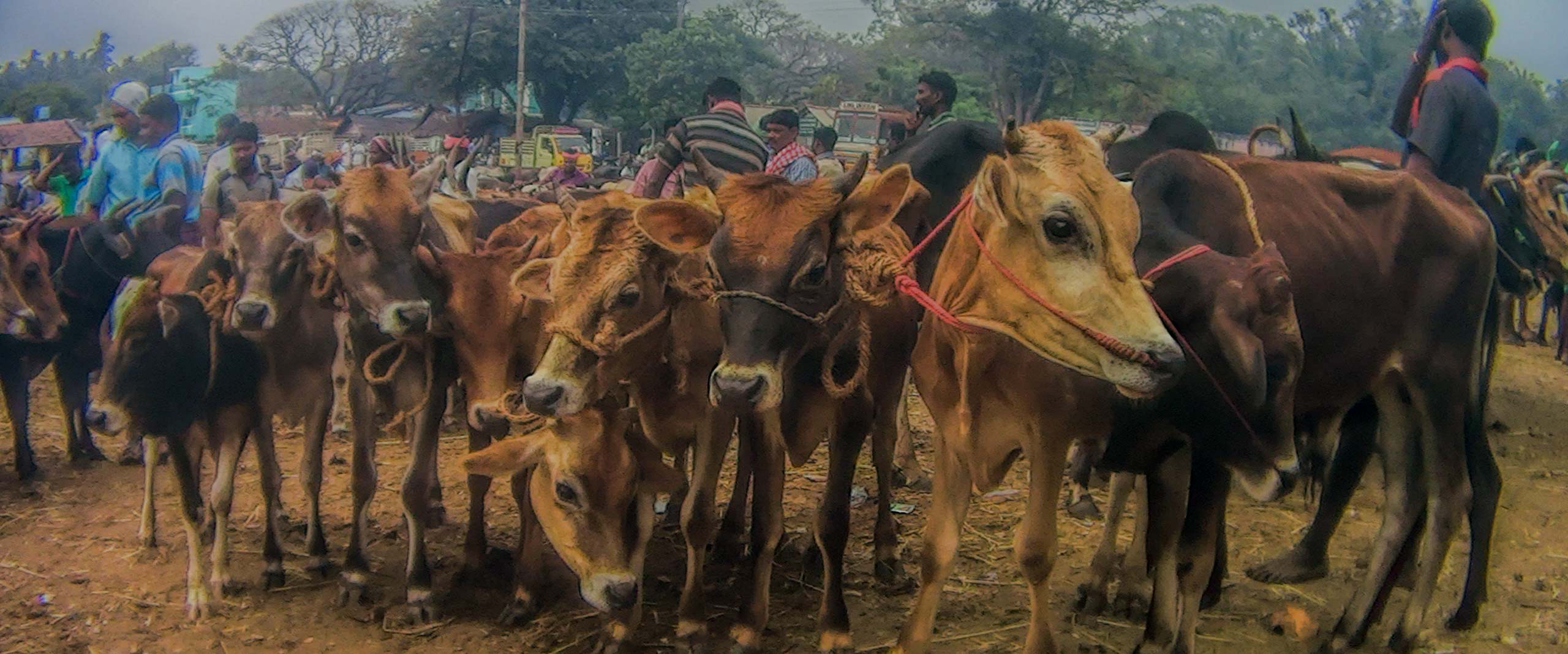 Natural environment,Mode of transport,Tree,Rural area,Landscape,farmed animal