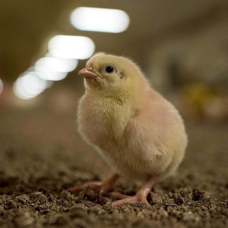 Footage Reveals Chilling Reality of Chicken Farms in Italy