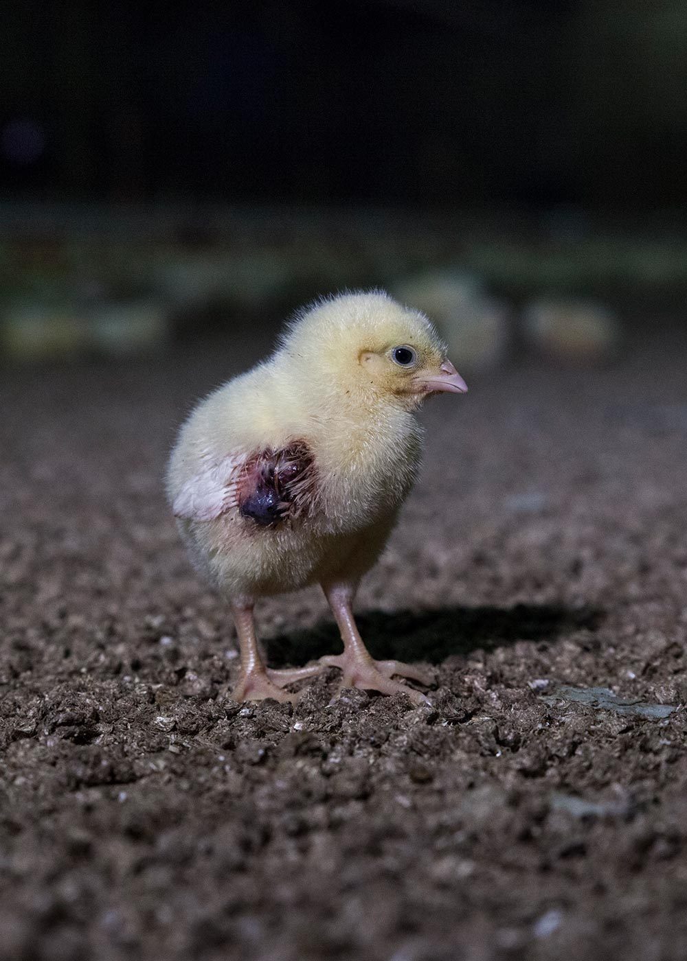 Injured baby chick in a factory farm