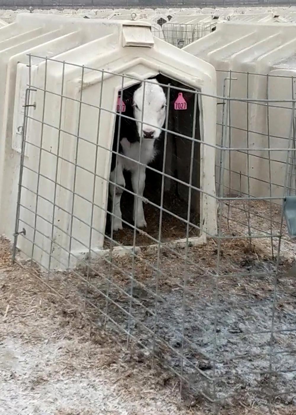 Calf in a hutch