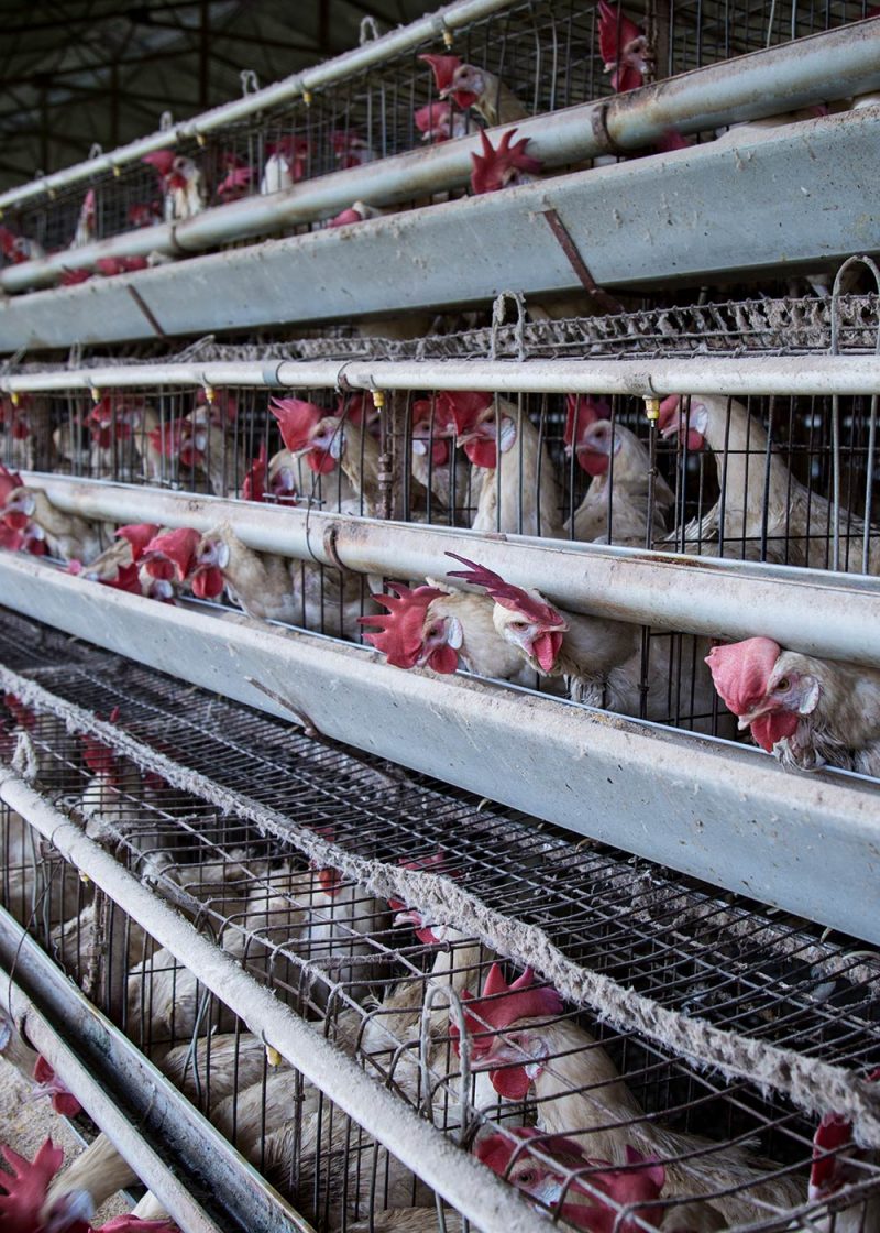 The Cruel Egg Industry Hurts Chickens