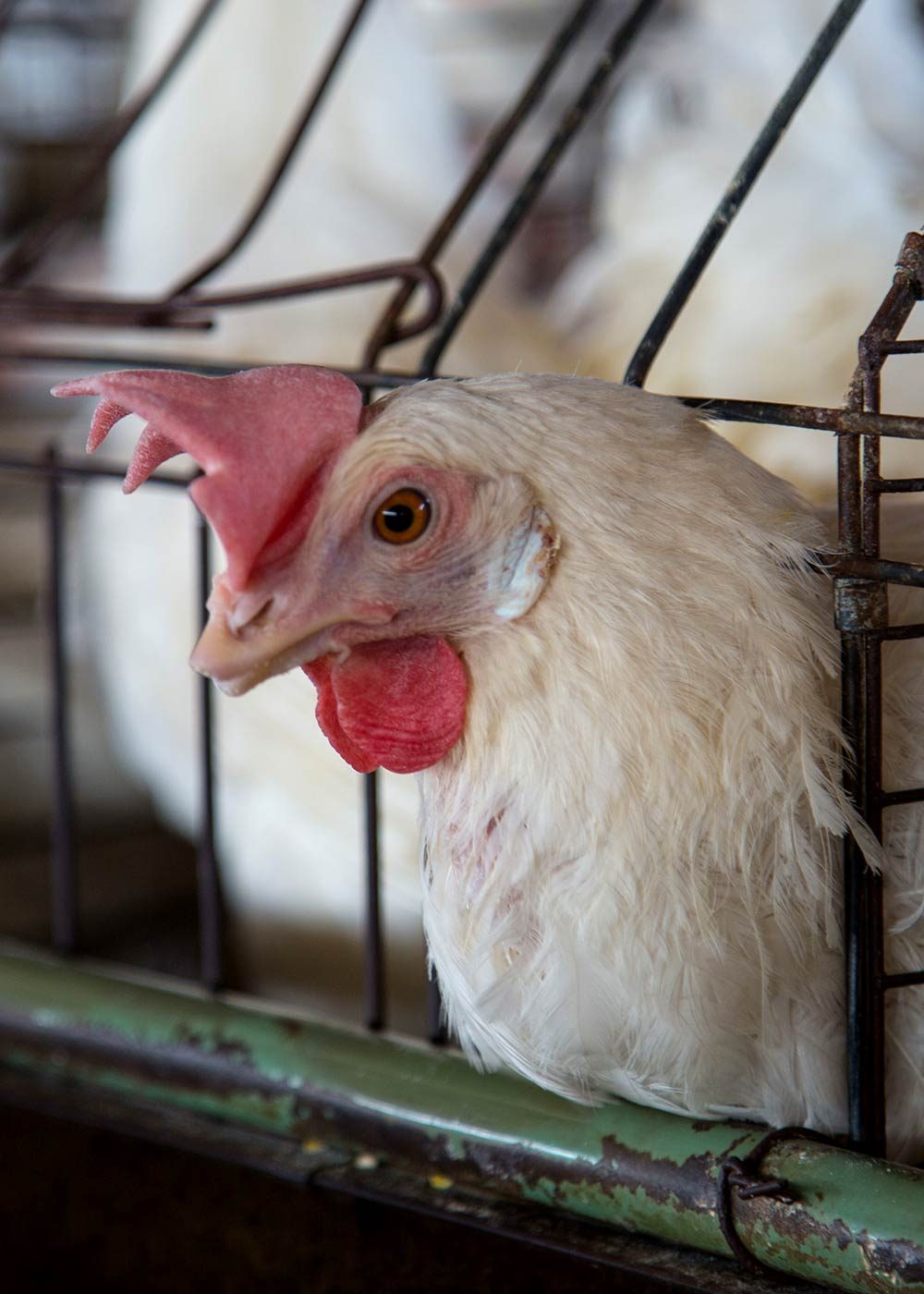 The Cruel Egg Industry Hurts Chickens