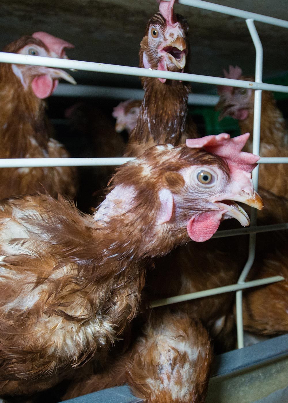 The Cruel Egg Industry Hurts Chickens