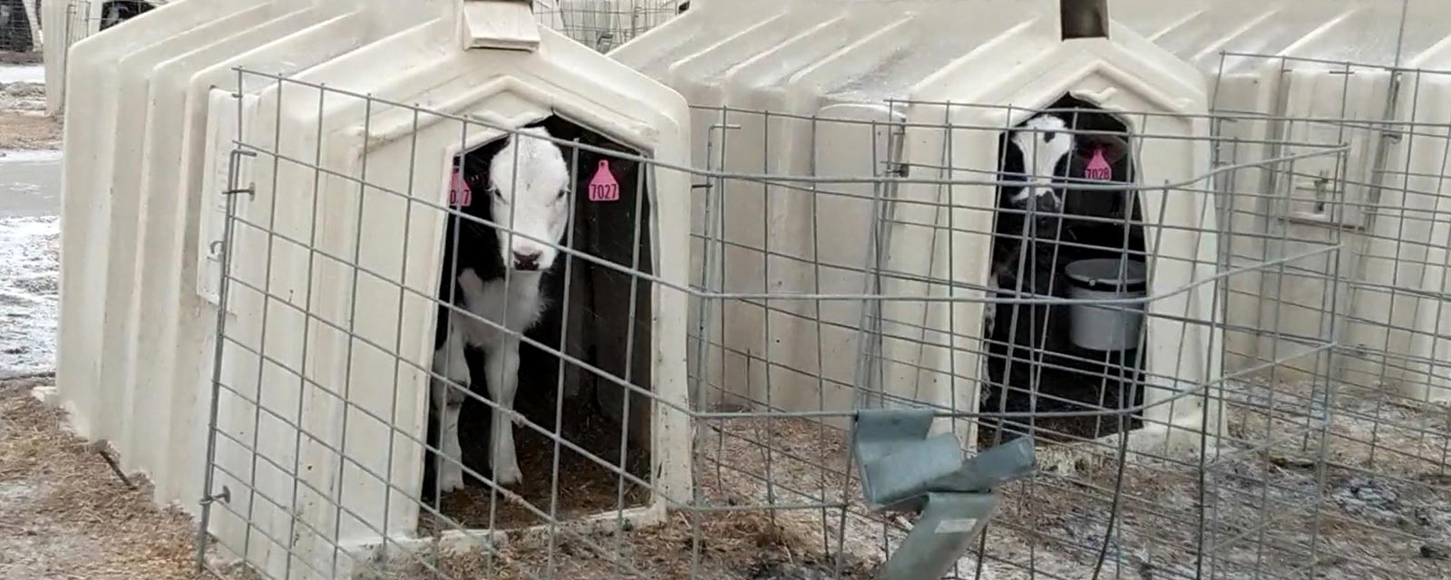 Calf in a hutch