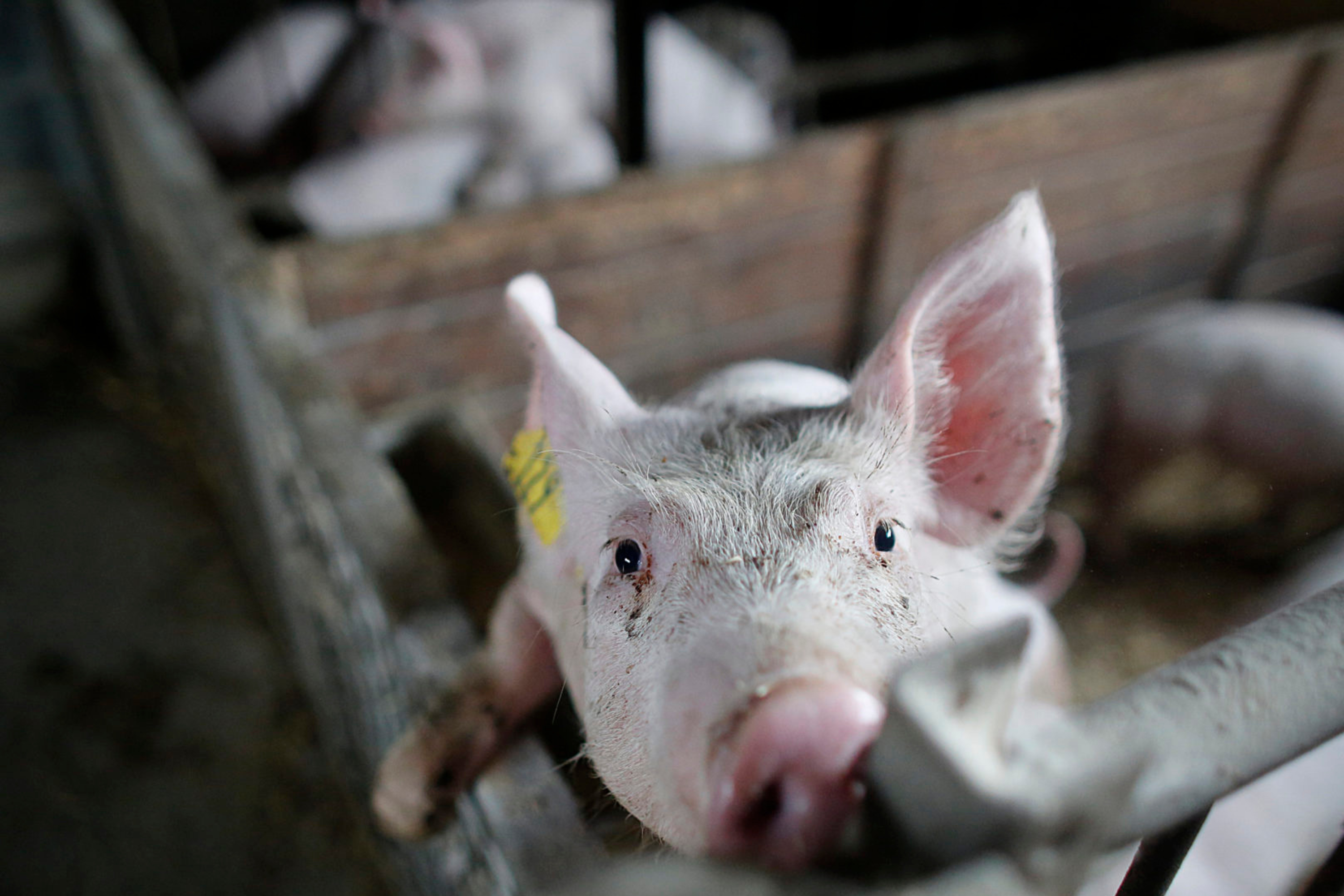 Farmed animals are more than we’ve been told 5