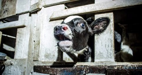 The Truth About The Dairy Industry