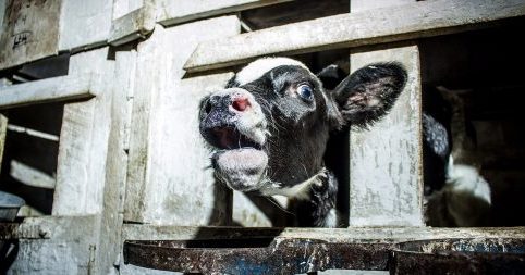 lcd screen made from cows factory