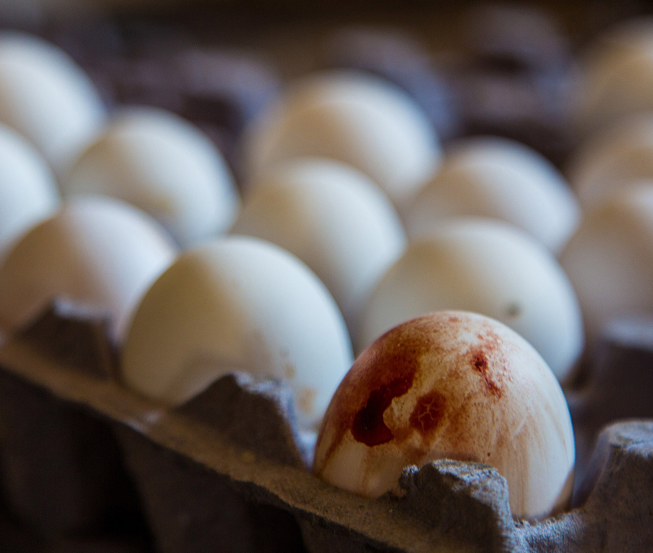 Egg with blood