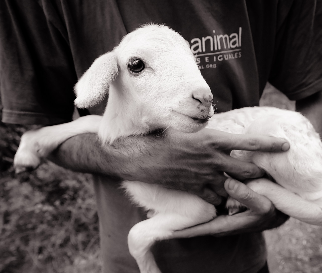 Rescued lamb on hands of Animal Equality volunteer