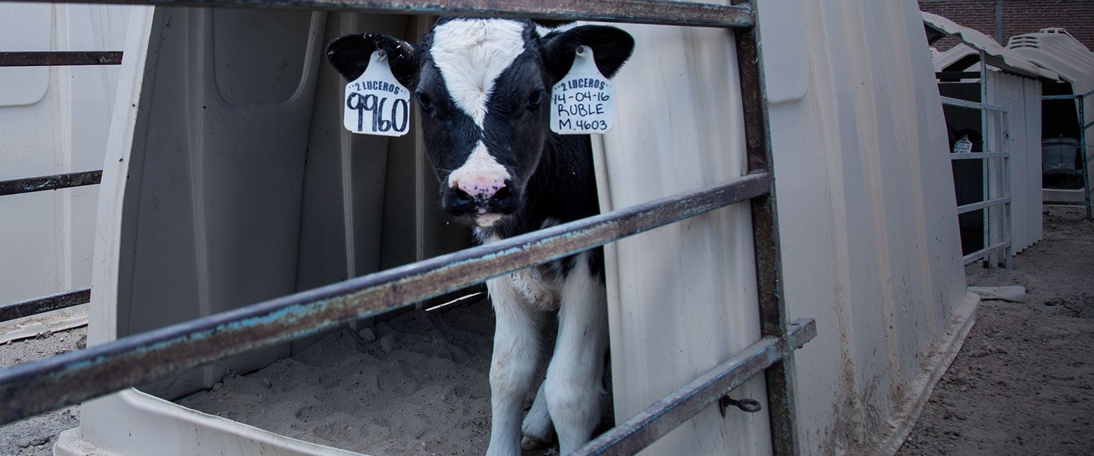 The Truth About The Dairy Industry