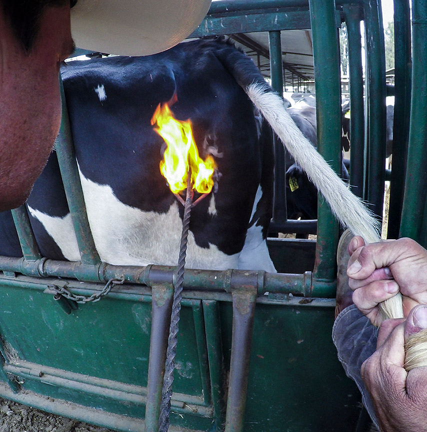 Farm workers branding a cow with a hot iron
