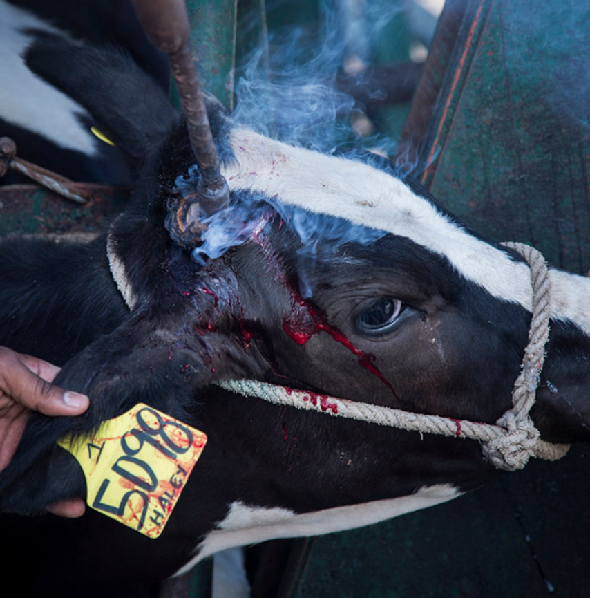 Dehorning: removal of horns and burning tissue of cow bleeding