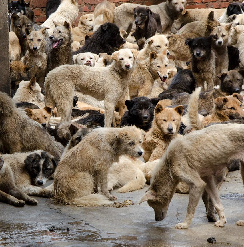 Dogs awaiting in a slaughterhouse