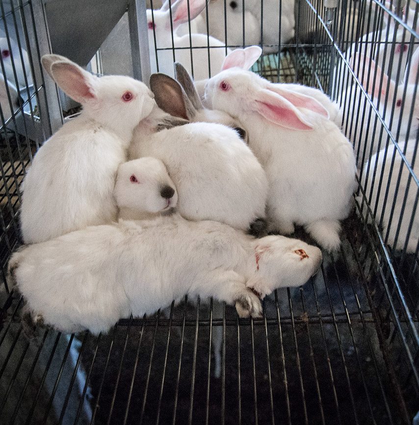 Rabbits share cage with a dead one