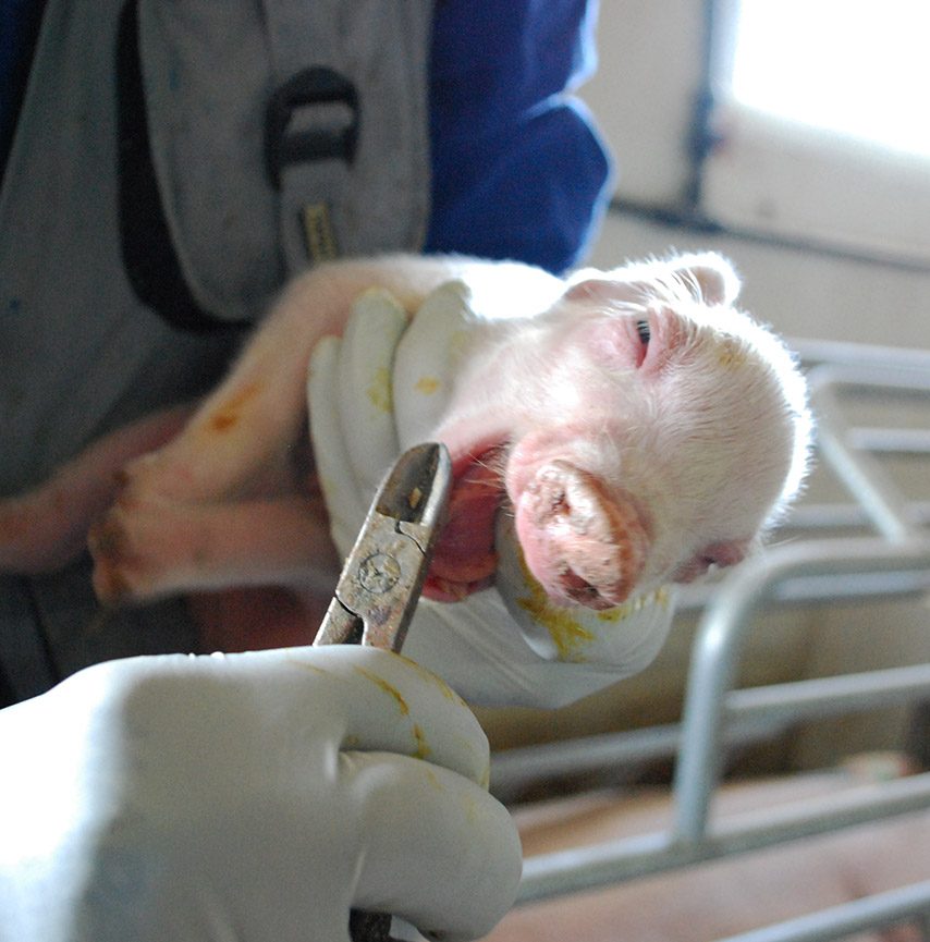 Farmer cutting teeth of piglet
