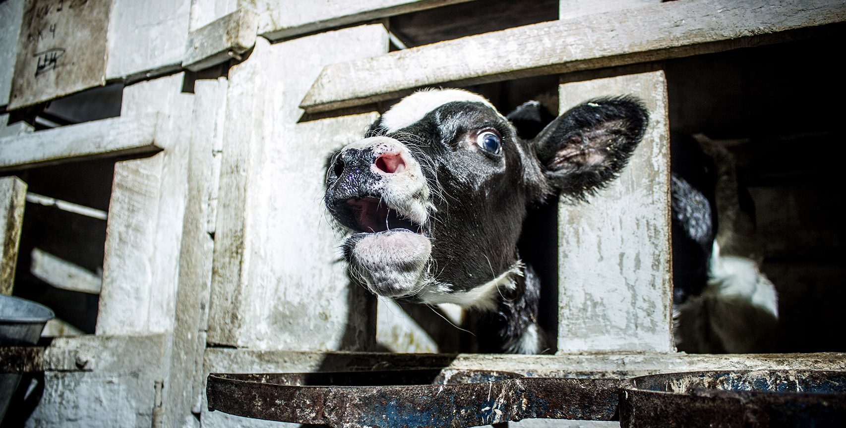 The Truth About The Dairy Industry