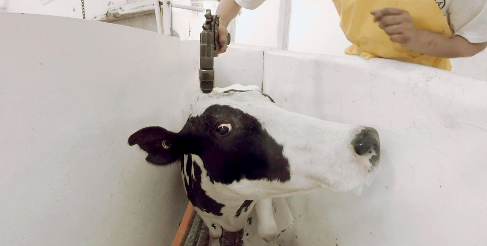 Cow used for dairy at the slaughterhouse
