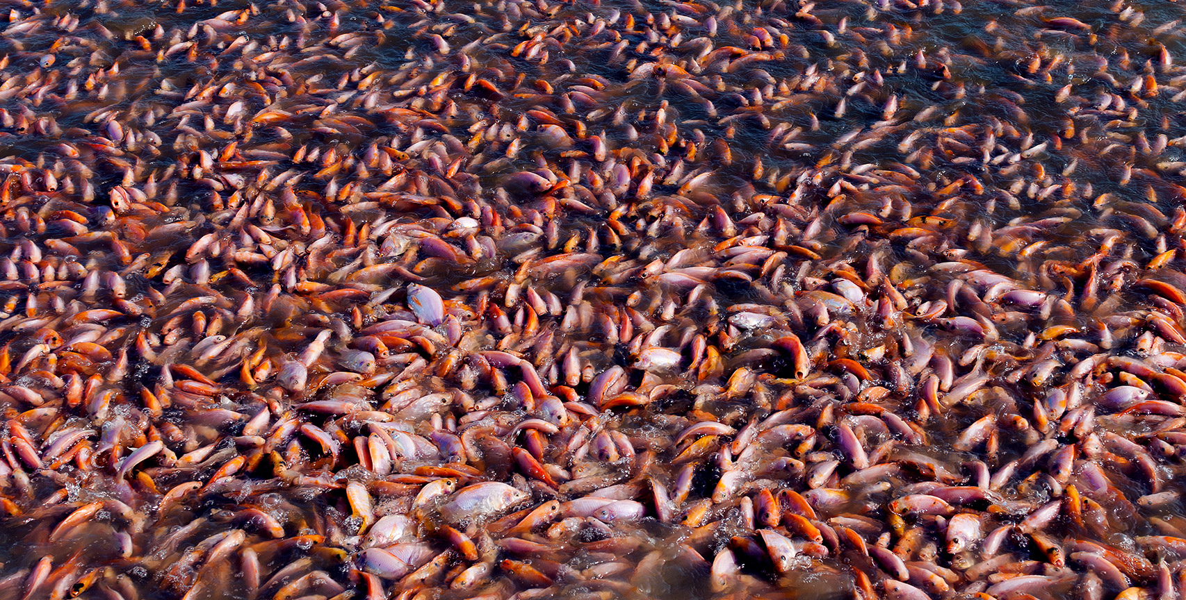 Fish farm, overcrowded