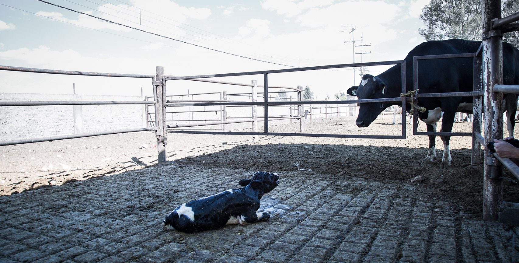 The Truth About The Dairy Industry The Truth About The Dairy Industry