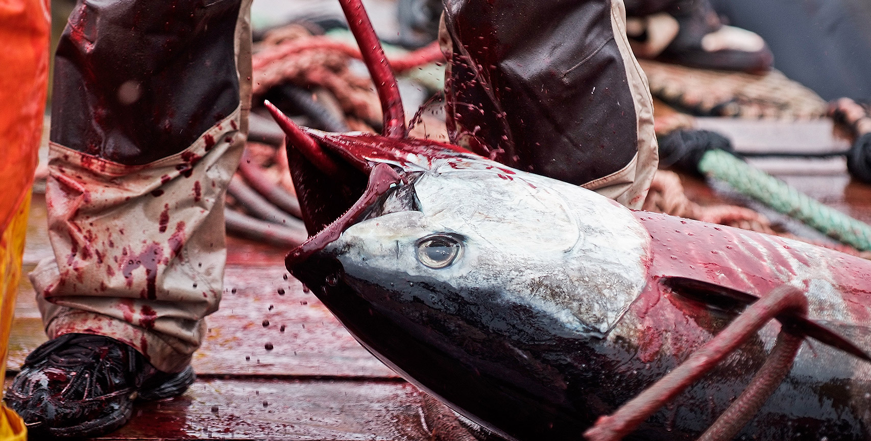 Tuna dragged with hook