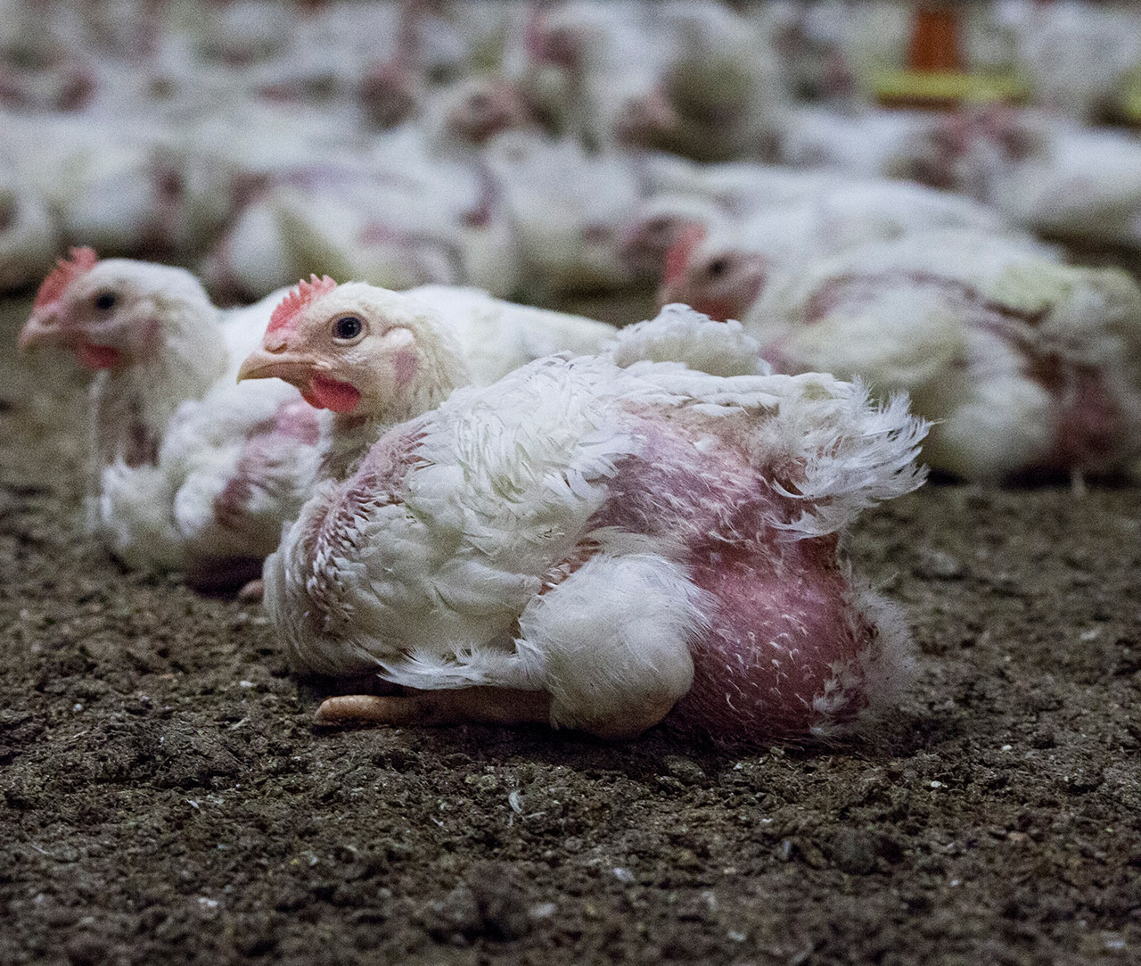 Chicken in a factory farm