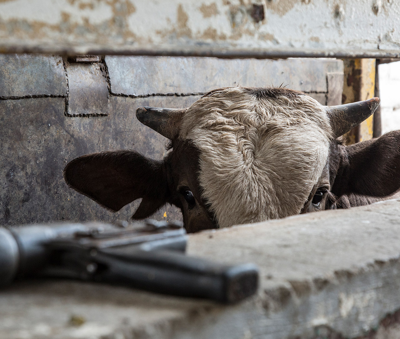 Cow in stunning box of a slaughterhouses