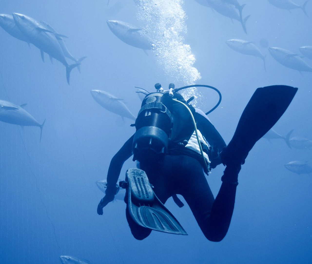 Animal Equality investigator diving underwater