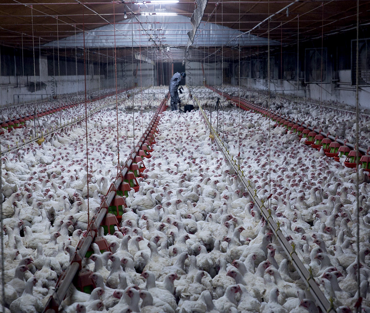 Investigators in a chicken farm