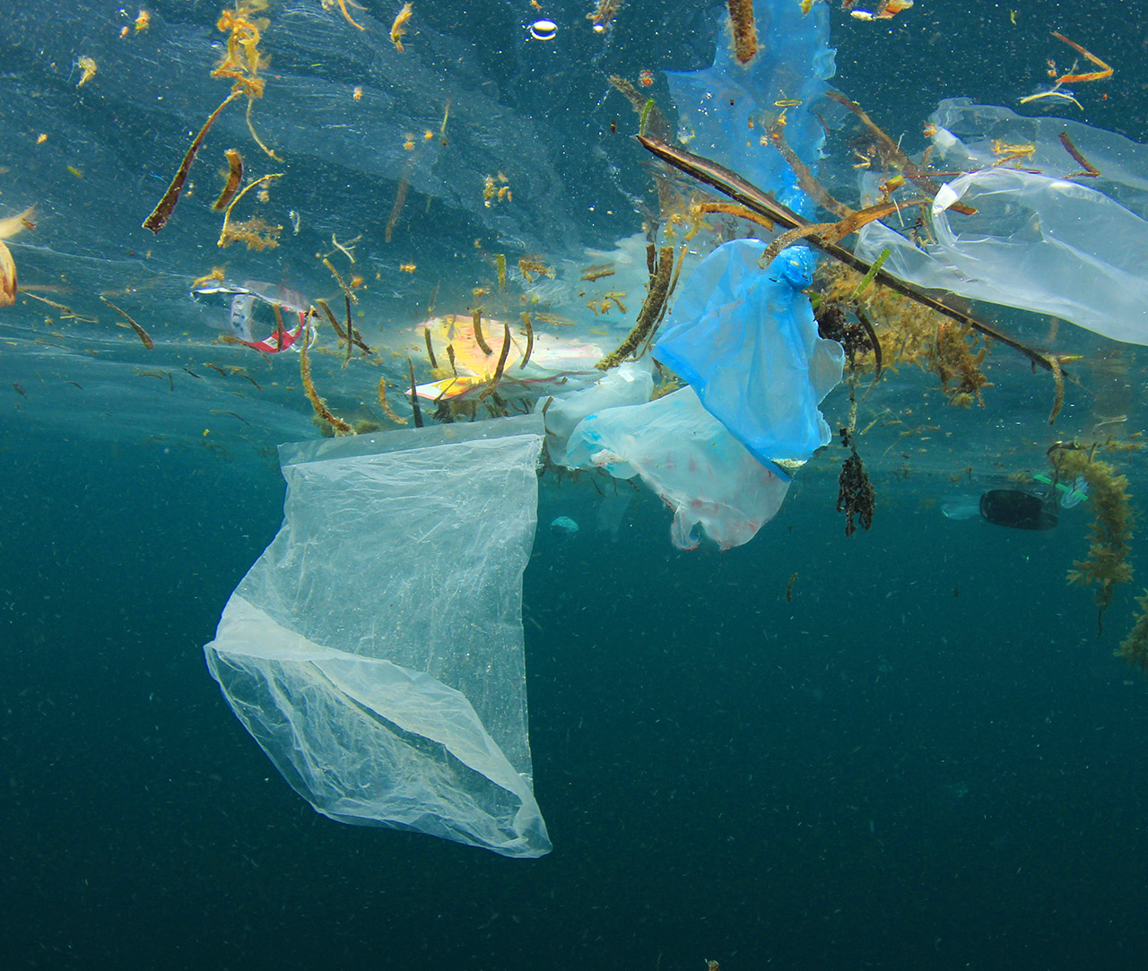 Plastic contamination in the sea