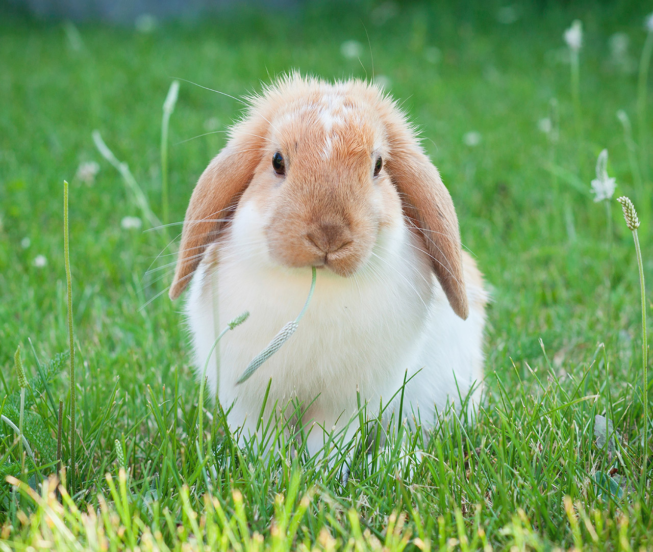 Rabbit outside on the grass