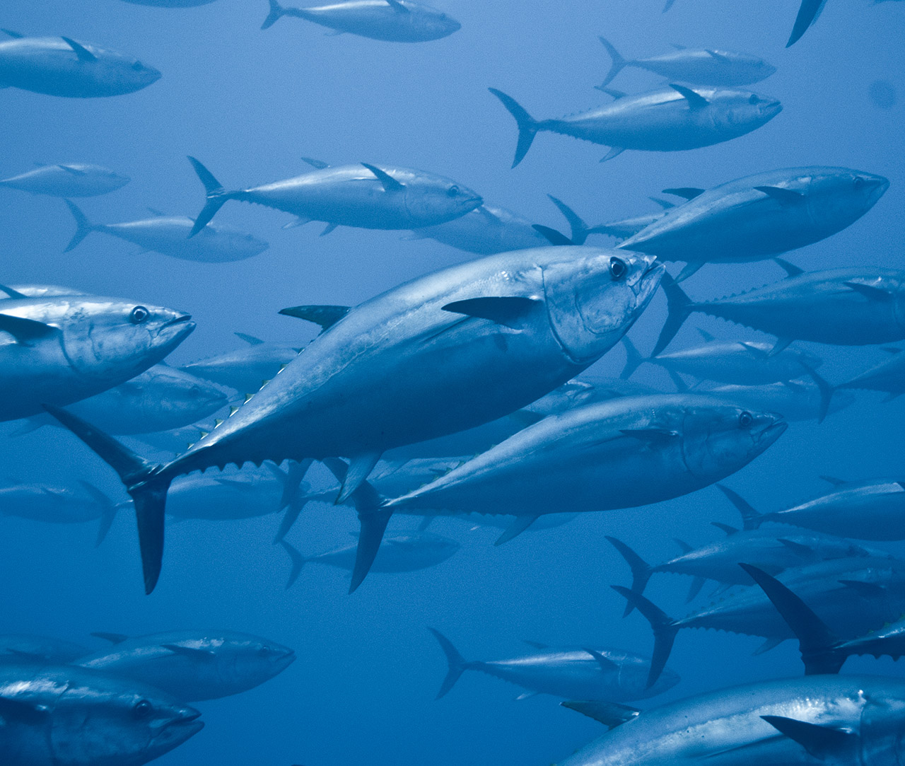 Group of tuna underwater