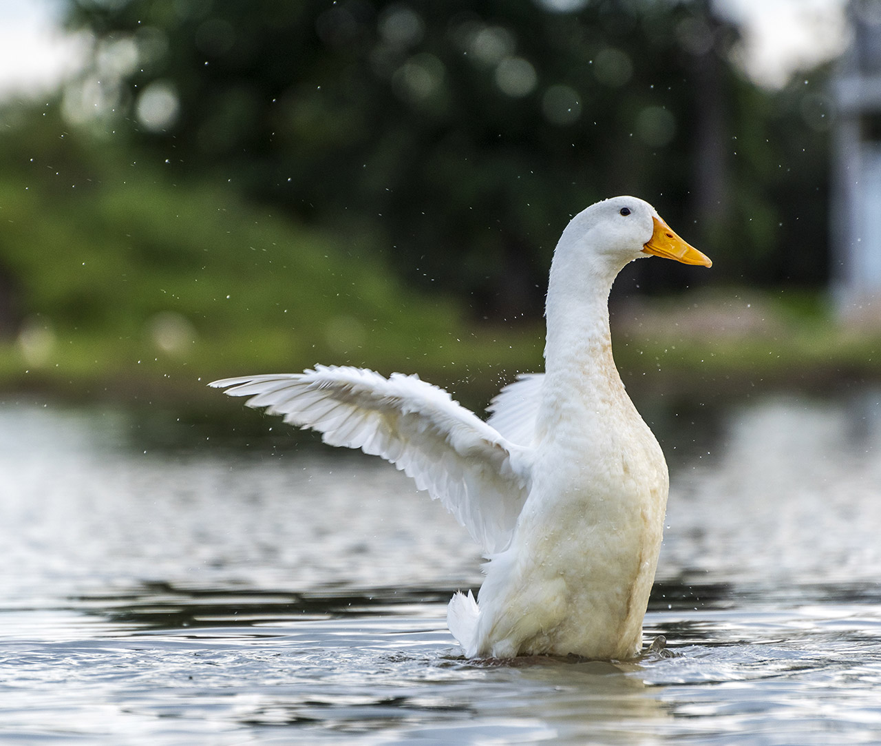 Free duck extending his wings