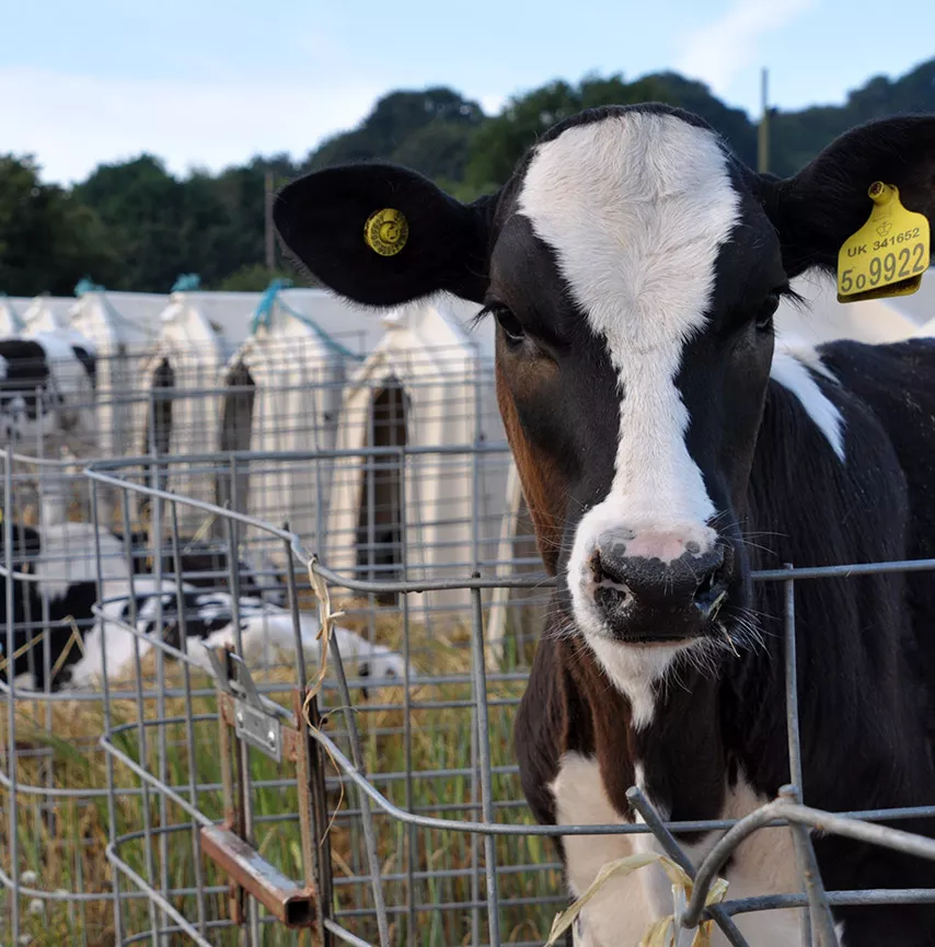 Calf in a British farm