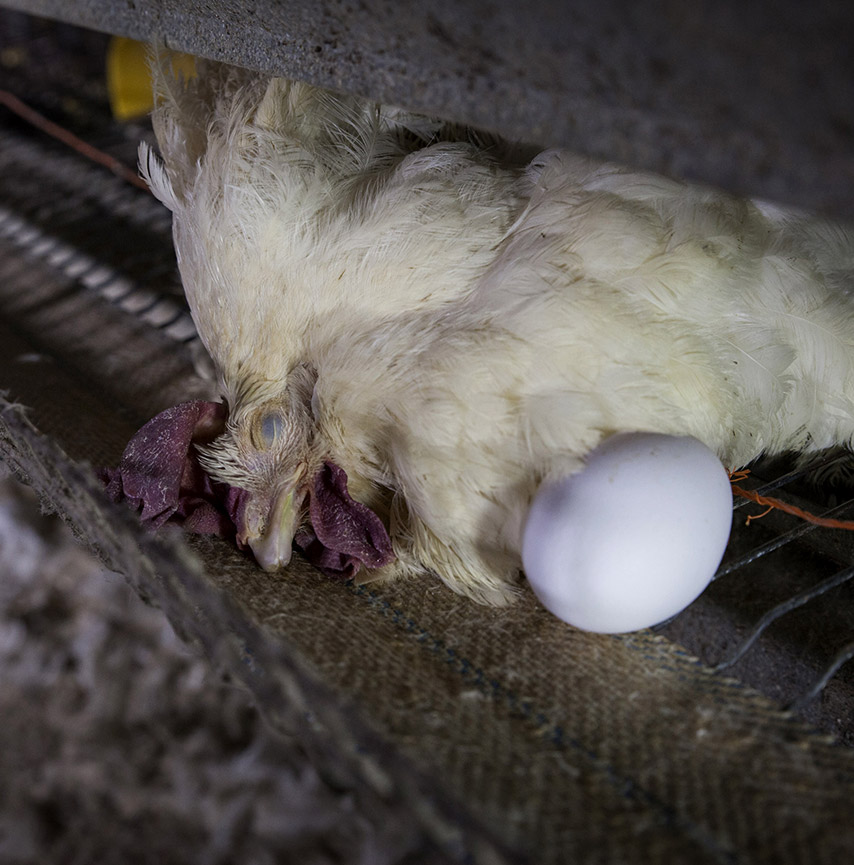 Animal Equality holds press conference following arrest of nine activists at Kroger protest 4 Dead hen next to egg in a farm