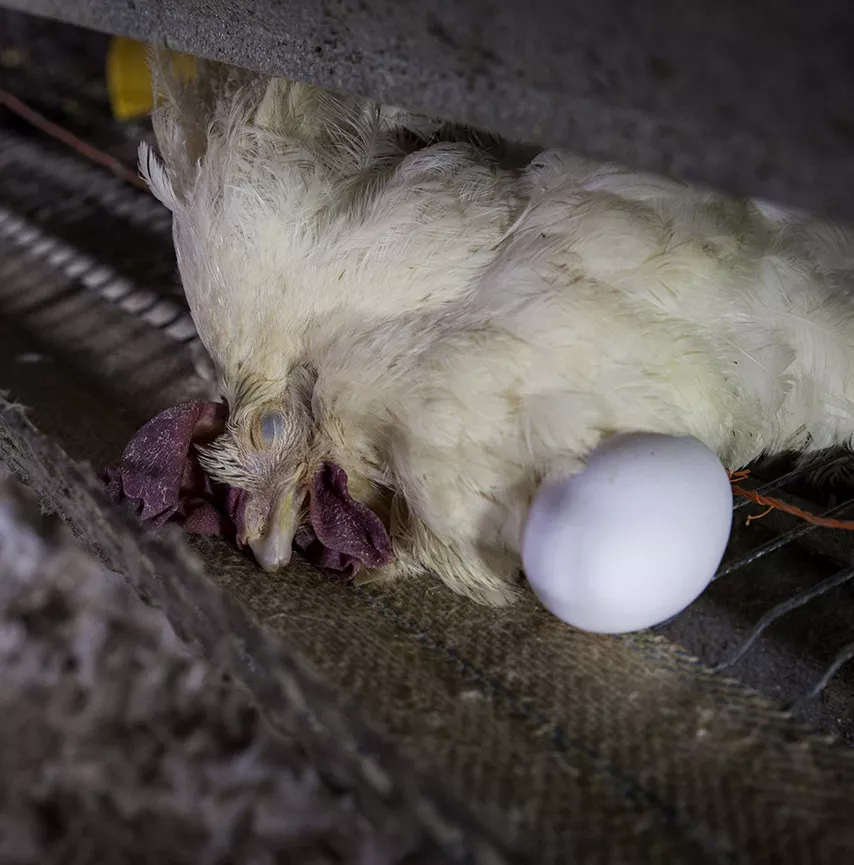 Dead hen next to egg in a farm