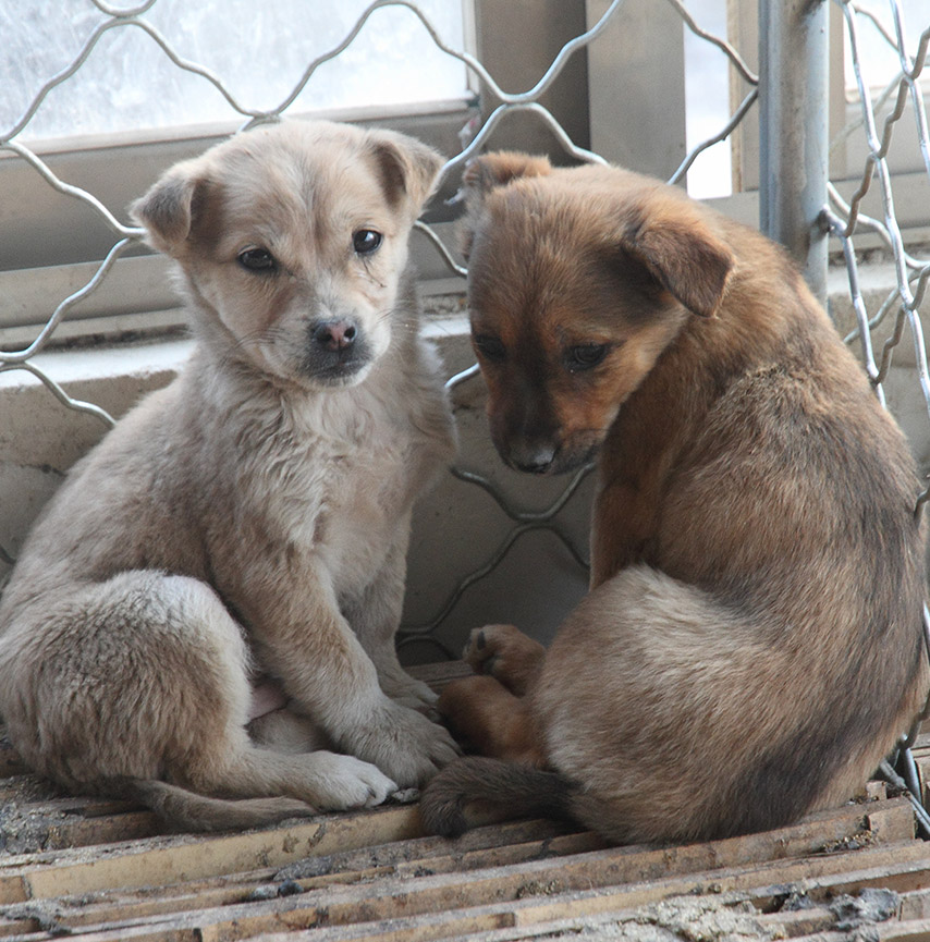 Puppies in a dog meat farm